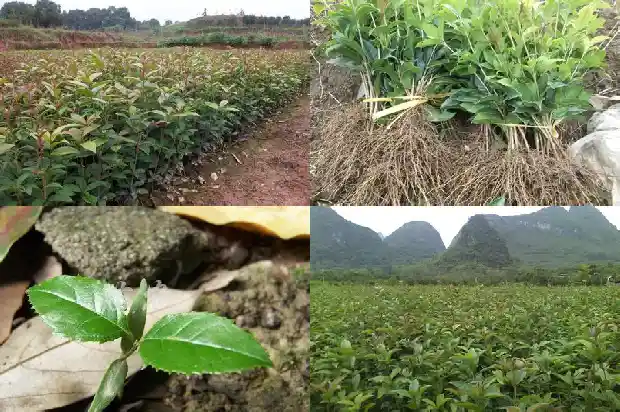陕北能种桂花树吗冬天怎么养好1688792779589