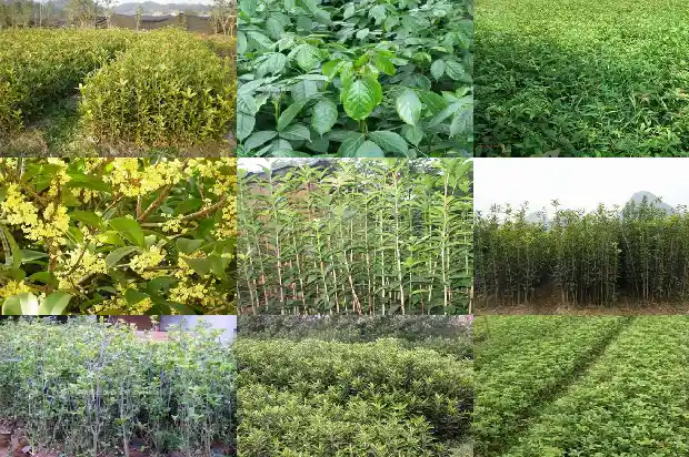 院子栽几棵桂花树好吗1686098580304