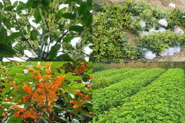 院子栽几棵桂花树好吗1686098580352