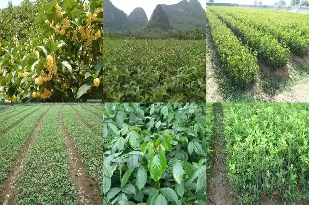 院子栽几棵桂花树好吗1686098580400