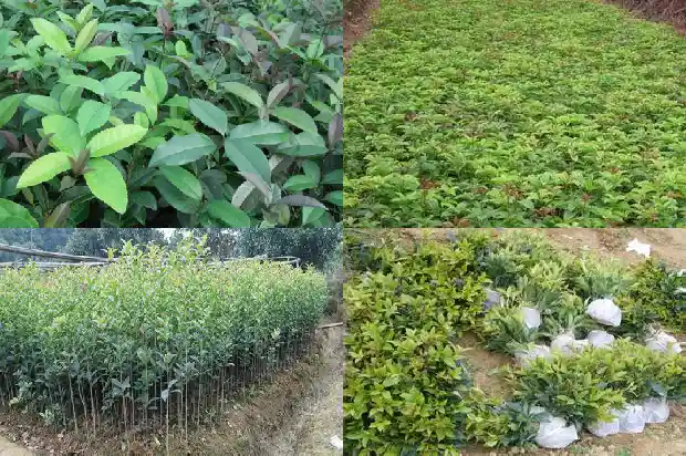 院子栽几棵桂花树好吗1686098580447