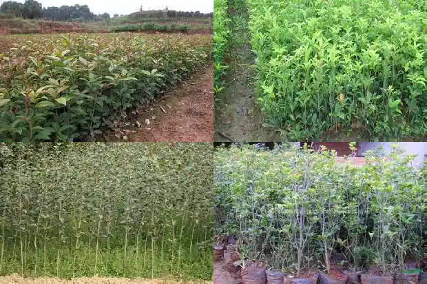 院子里种什么桂花最好1686098595983