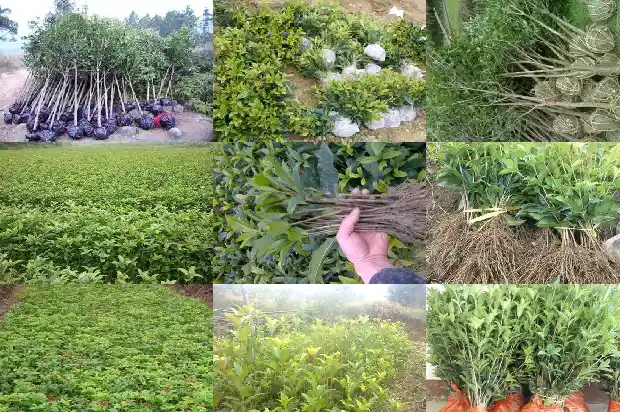 院子里种什么品种的桂花树好1686098613294