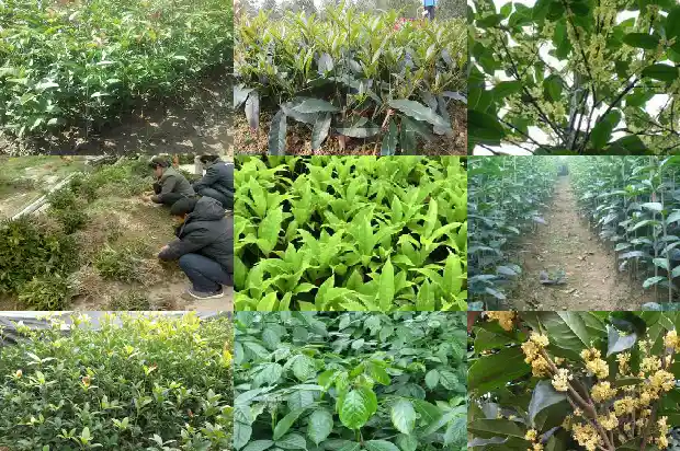 院子里种什么品种的桂花树好1686098613342