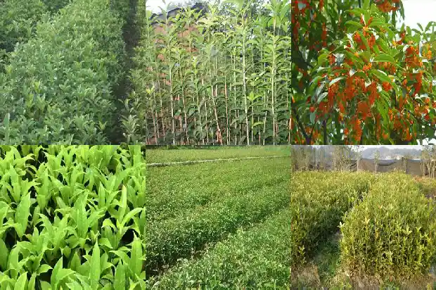 院子里种什么品种的桂花树好1686098613389