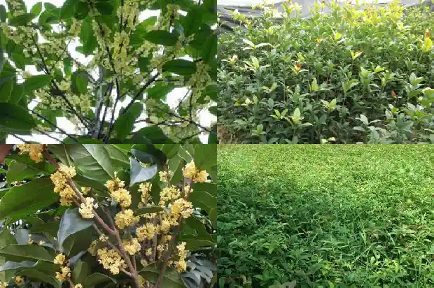院子里能不能种桂花树?1686098662957