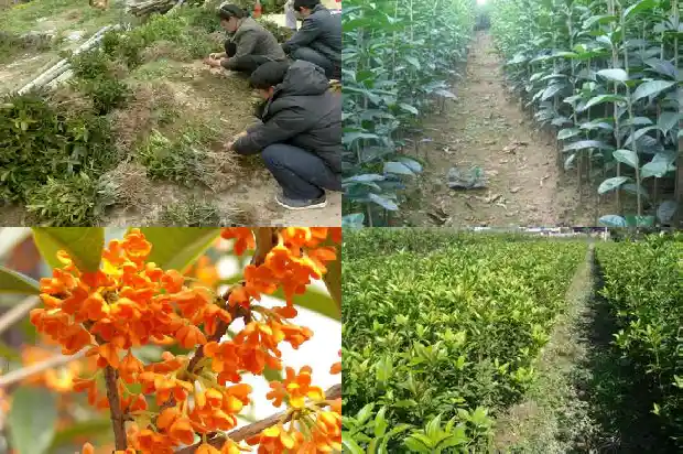 桂花树院子里种几颗好不好看1686098678838