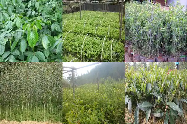 桂花树胸径冠幅1689727099756