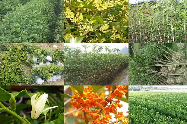 桂花老枝开花吗1688347299408