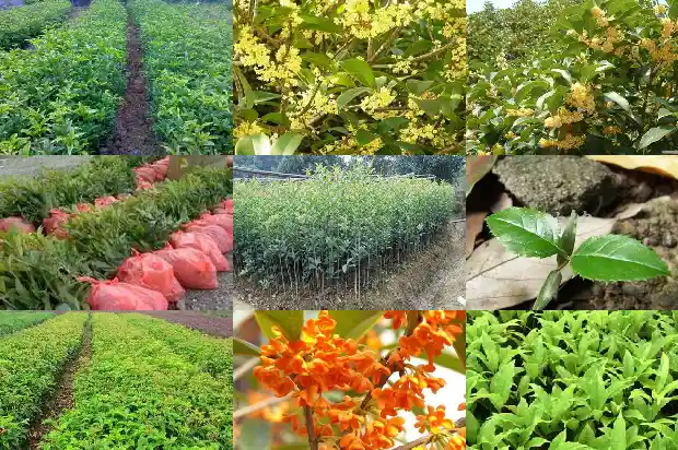 庭院种几棵桂花树好不好1686098718151
