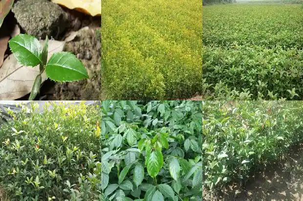 院子种几棵桂花好呢1686098735682