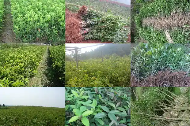 院子适合种桂花树吗1686098759927