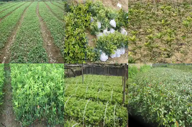 八月桂花不开花预示什么生肖1688862347983