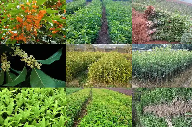 院子种哪种桂花树好1686098779443