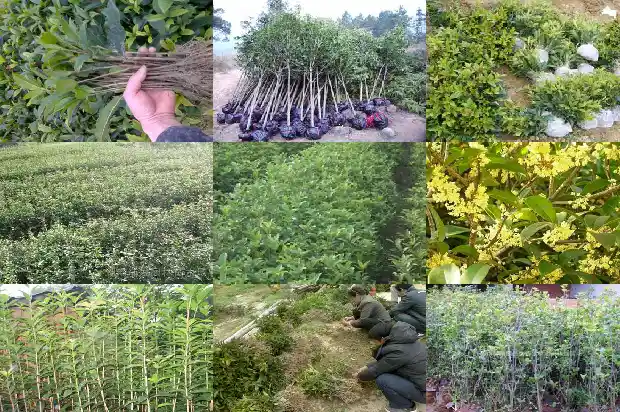 院子种哪种桂花树好1686098779539