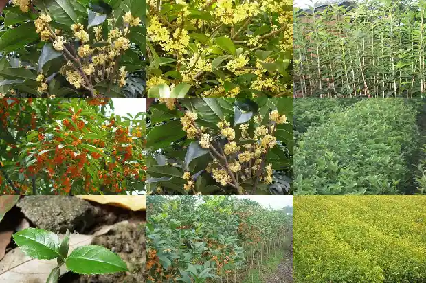 院子里栽什么桂花树好风水1686098816513