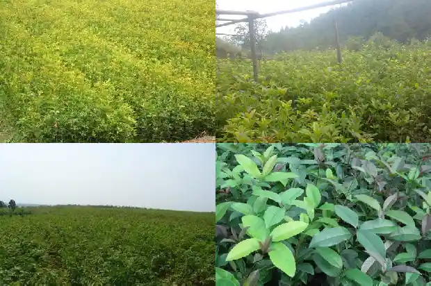 院子里栽什么桂花树好风水1686098816609