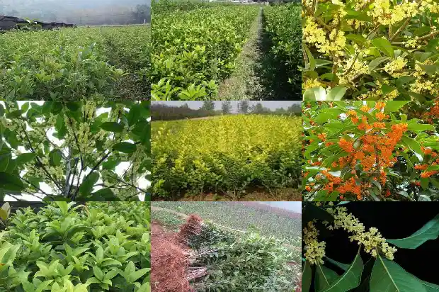 院子里栽什么桂花树好风水1686098816656