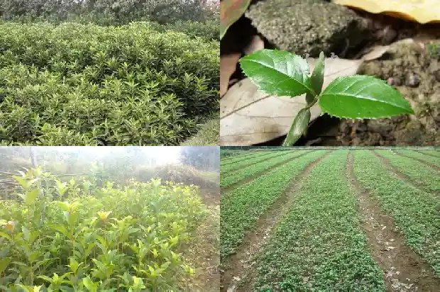 桂花树适合种在院里什么位置1686098826355
