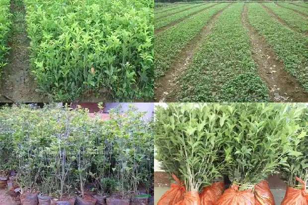 桂花树适合种在院里什么位置1686098826403