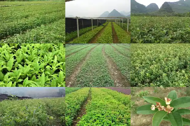 院子里栽几颗桂花树好1686098835898