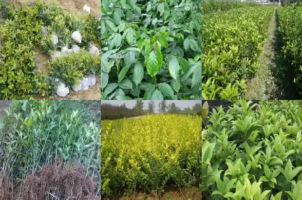 院子里栽几颗桂花树好1686098835946