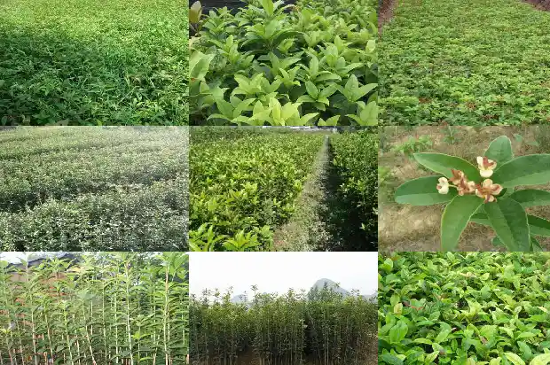 院子里栽几颗桂花树好1686098835994