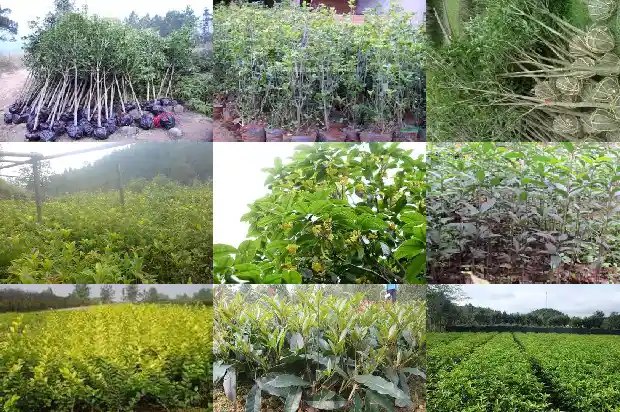 桂花茶可以搭配枸杞吗1689577061628