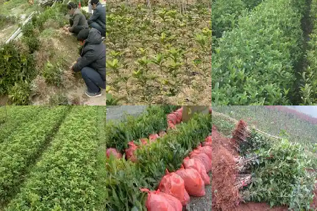 征地桂花树补偿标准每棵多少钱一亩1686098853301