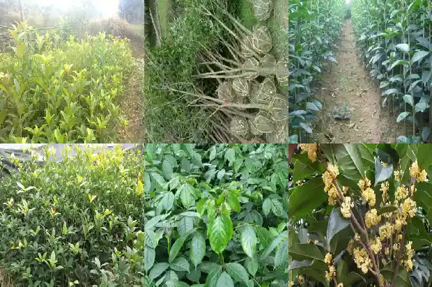征地桂花树补偿标准每棵多少钱一亩1686098853348