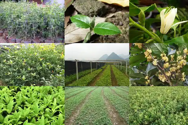 桂花什么时候栽植好活1688605454696
