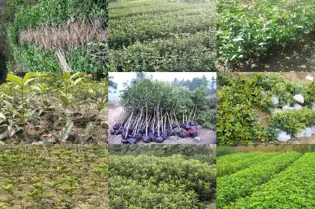 8公分桂花树多少钱一株呢1689838392545