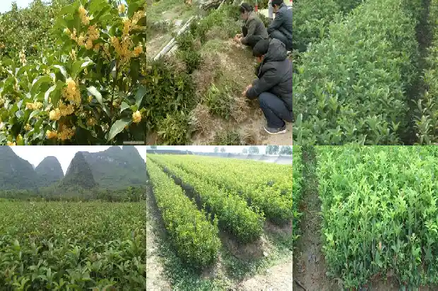 查询国家规定的桂花树价格是多少钱一棵1686098893797