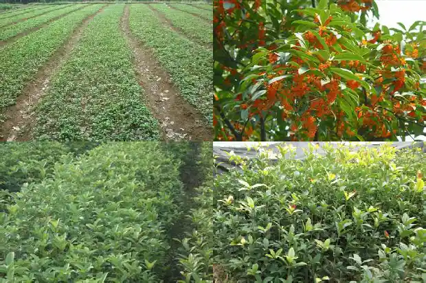 查询国家规定的桂花树价格是多少钱一棵1686098893844