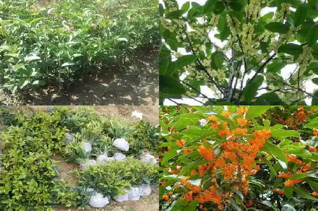 月月开的桂花能吃吗1686098901669