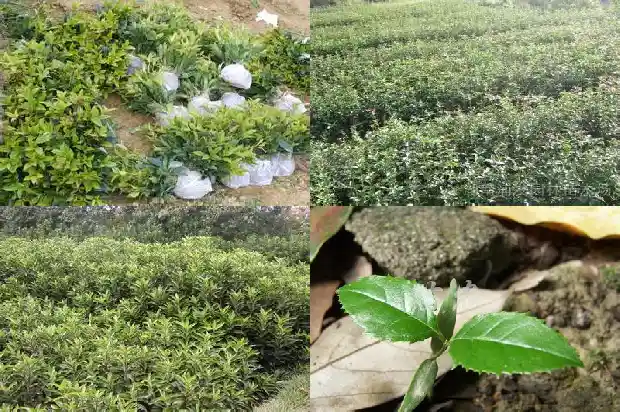 桂花是什么月开的1686098919164