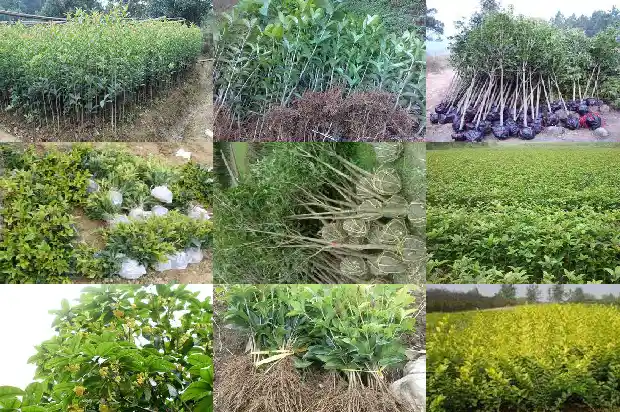 桂花蒸多久才可以存放1688522050401