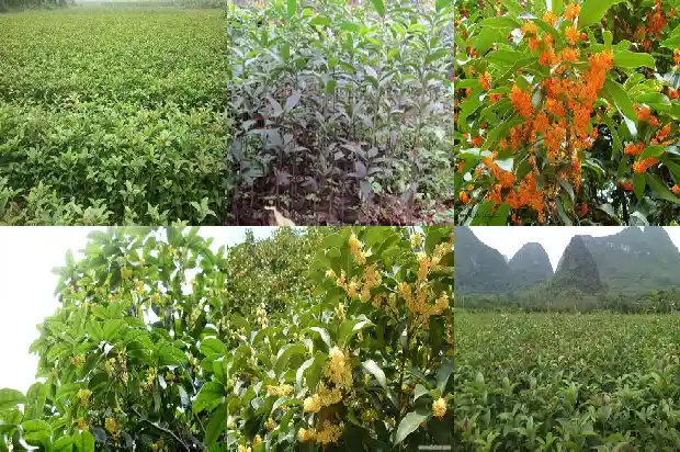自制桂花茶的功效与作用及禁忌症1689381244476