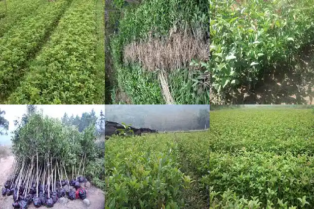什么地方收桂花种子1686099019235