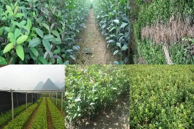 什么地方收桂花种子1686099019330