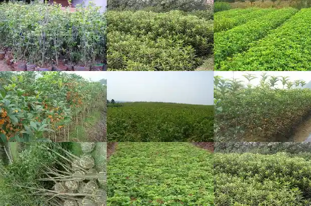 请问桂花茶有什么功效1689381031155