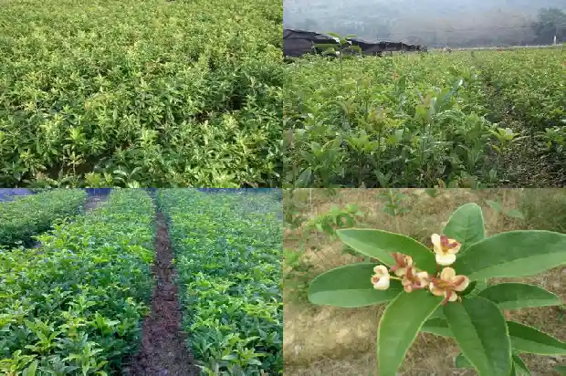 桂花树8公分价格多少钱一棵呢1689837443053