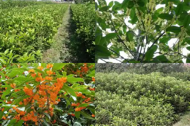 桂花树哪个最好养活1686099068191