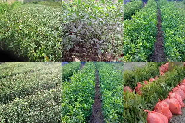 红桂花好还是黄桂花好1686099075948