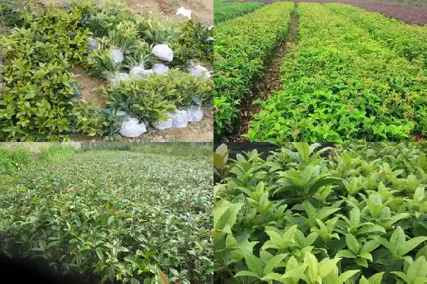 桂树和桂花树哪个好养一点1686099107824