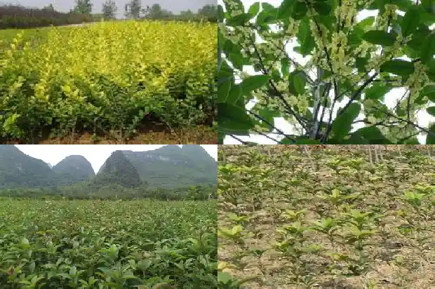 桂树和桂花树哪个好养一点1686099107920