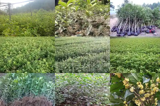 桂树和桂花树哪个好养活些1686099119569