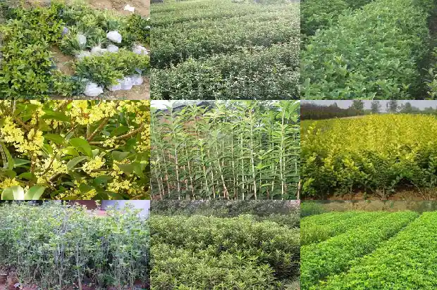 桂树和桂花树哪个好养活些1686099119665