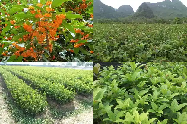 桂树和桂花树哪个好养活些1686099119713