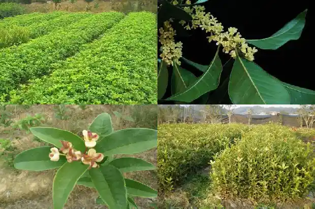 桂花糕的制作过程1689379912753